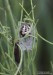 křižák rákosní (Pavouci), Larinioides cornutus (Arachnida)